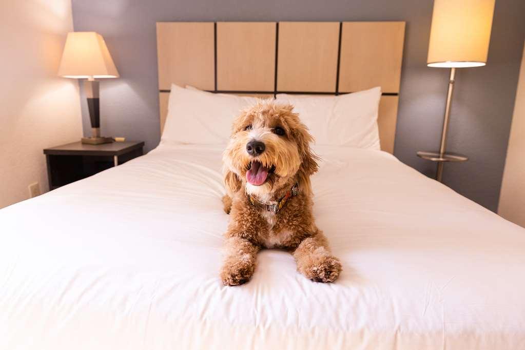 Sonesta Simply Suites Austin The Domain Area Ruang foto